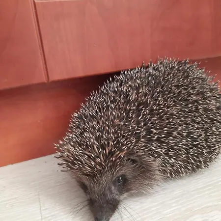 W Palacu Pod Czerwonym Bukiem U Stanickich * Choczewo